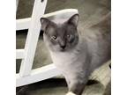 Adopt Donny Boy a Gray or Blue Siamese (short coat) cat in San Antonio