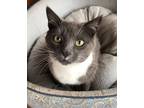 Adopt Stanley a Gray or Blue (Mostly) Domestic Mediumhair (medium coat) cat in