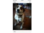 Adopt Quinten a Brown/Chocolate - with White Collie / Shepherd (Unknown Type) /