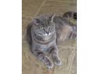 Adopt Aspen a Gray, Blue or Silver Tabby Domestic Shorthair (short coat) cat in
