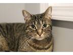 Adopt Jade a Brown Tabby Domestic Shorthair (short coat) cat in Lincoln