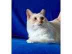 Adopt Mel a Cream or Ivory (Mostly) Siamese (short coat) cat in Houston