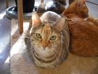 Adopt Zippy a Tan or Fawn Tabby Domestic Shorthair (short coat) cat in Bristol