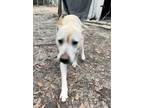 Adopt Baby a White Pit Bull Terrier / Labrador Retriever / Mixed dog in