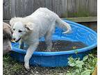 Elna Great Pyrenees Puppy Female