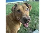 Adopt Prescious a Brown/Chocolate Rhodesian Ridgeback / Labrador Retriever /