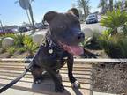 Adopt Kobe Bryant a Black - with White American Pit Bull Terrier / Mastiff /