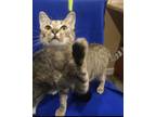 Adopt Tami a Spotted Tabby/Leopard Spotted Domestic Shorthair (short coat) cat