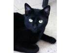 Adopt Keoto a Black (Mostly) Domestic Shorthair (short coat) cat in Camden