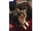 Adopt Chief a Gray, Blue or Silver Tabby Domestic Shorthair (short coat) cat in