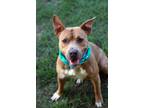 Adopt Diesel a Tan/Yellow/Fawn American Staffordshire Terrier / Mixed dog in