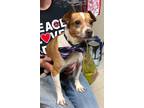 Adopt Benji a White - with Brown or Chocolate Jack Russell Terrier / Mixed dog
