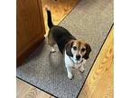 CUPCAKE Beagle Adult Female