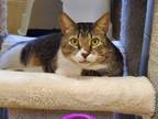 Adopt Bruno a Tan or Fawn Tabby Domestic Shorthair (short coat) cat in