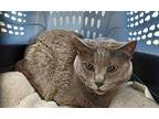 Sadie (Lucretia) Russian Blue Adult Female