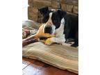 Adopt Faro a Black - with White Labrador Retriever / Boxer / Mixed dog in