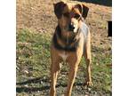 Adopt PERCY a Brown/Chocolate Beagle / Mixed dog in Poteau, OK (31252083)