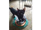 Adopt Francis a All Black Domestic Shorthair (short coat) cat in Painted Post