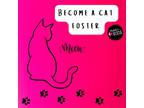 Adopt Cat/Kitten Foster a Spotted Tabby/Leopard Spotted Domestic Shorthair cat