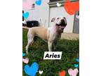 Adopt Aires a White - with Tan, Yellow or Fawn American Staffordshire Terrier /