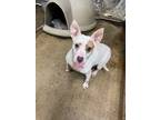Adopt Angel a White Bull Terrier / Staffordshire Bull Terrier / Mixed dog in
