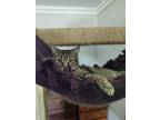 Adopt Sabine a Brown Tabby Domestic Shorthair (short coat) cat in Summerfield