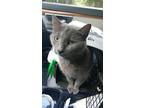 Adopt Skye a Gray or Blue American Shorthair (short coat) cat in Ladson