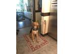 Adopt Amelia a Brown/Chocolate - with Black Foxhound / Mixed dog in Richmond