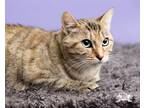 Adopt Amanda a Orange or Red Domestic Shorthair (short coat) cat in Springfield