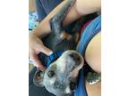 Adopt Pinky a Black - with Tan, Yellow or Fawn Miniature Pinscher / Mixed dog in