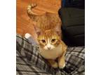 Adopt Tuffnut (& Family) a Orange or Red Tabby Domestic Shorthair (short coat)
