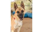 Adopt Chester a Tan/Yellow/Fawn - with Black Belgian Malinois / German Shepherd