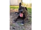 Adopt Jenna a Black - with White Staffordshire Bull Terrier / Pit Bull Terrier /
