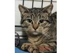 Adopt Josephine a Tiger Striped Domestic Shorthair (short coat) cat in Colfax