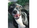 Adopt Diamond a Black - with White Retriever (Unknown Type) / Labrador Retriever