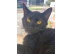 Adopt Ebony a All Black Domestic Shorthair (short coat) cat in Camden