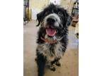 Adopt Sheldon a Black - with White Terrier (Unknown Type