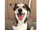 Adopt Piper a Tricolor (Tan/Brown & Black & White) Australian Shepherd / Collie