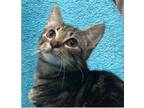 Adopt Toby a Tiger Striped Domestic Shorthair (short coat) cat in Columbia