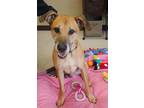 Adopt Galileo a Brown/Chocolate - with Black German Shepherd Dog / Rhodesian