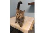 Adopt Autumn a Calico or Dilute Calico Abyssinian (short coat) cat in West Palm