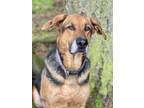 Adopt Toby a Black - with Brown, Red, Golden, Orange or Chestnut German Shepherd