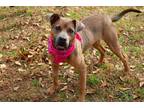 Adopt Fiji a Tan/Yellow/Fawn American Staffordshire Terrier / Boxer / Mixed dog