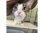Adopt Tucker a Gray, Blue or Silver Tabby Domestic Shorthair (short coat) cat in