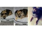 Adopt Manny a Black - with Tan, Yellow or Fawn Corgi / Mixed dog in Flossmoor