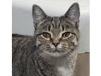 Adopt Little Show a Gray, Blue or Silver Tabby Domestic Shorthair (short coat)
