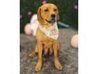 Lillybelle Beagle Adult Female