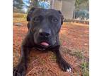 Adopt Gypsy a Brindle American Pit Bull Terrier / Mixed dog in Fryeburg