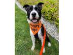 Adopt Rex a Black - with White Terrier (Unknown Type, Medium) / Border Collie /
