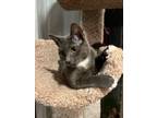 Adopt Clara a Gray, Blue or Silver Tabby Domestic Mediumhair (medium coat) cat